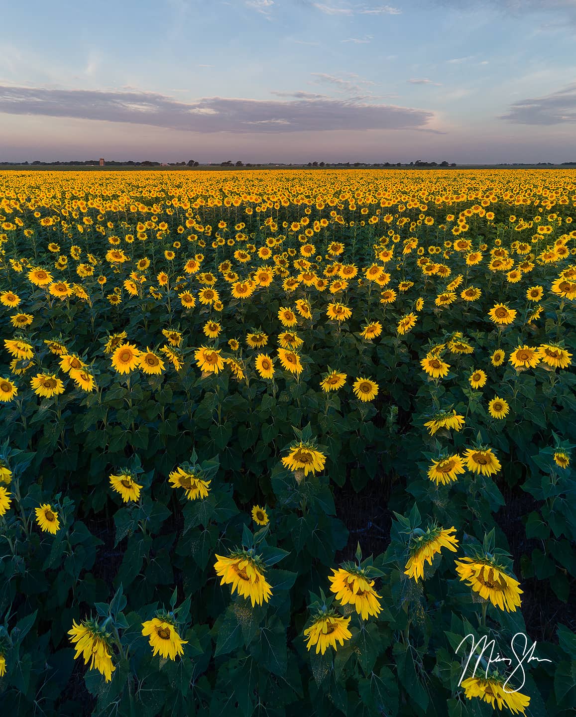 Sunrise from above the Sunflowers - Near Oxford, Kansas