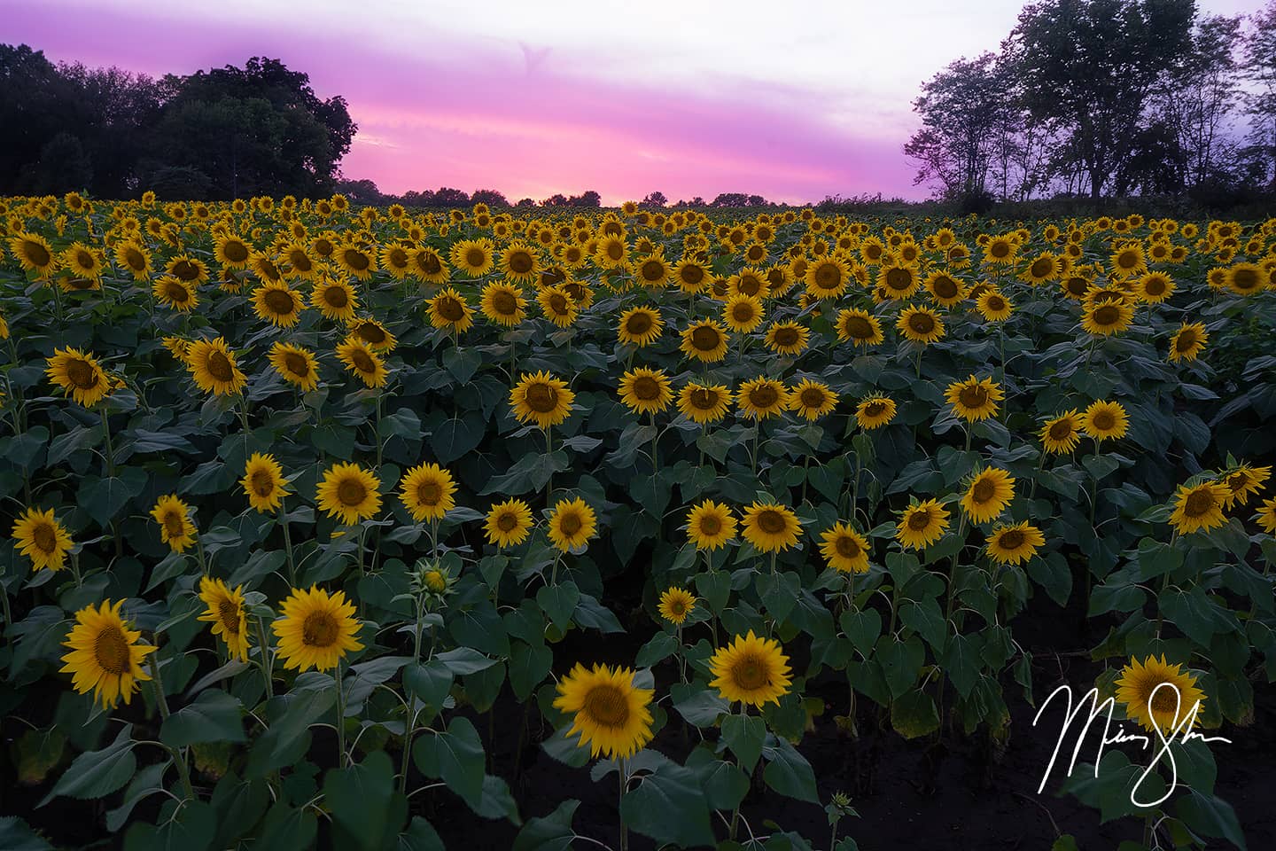 Sunset Over Grinter Farm Sunflowers - Lawrence, KS