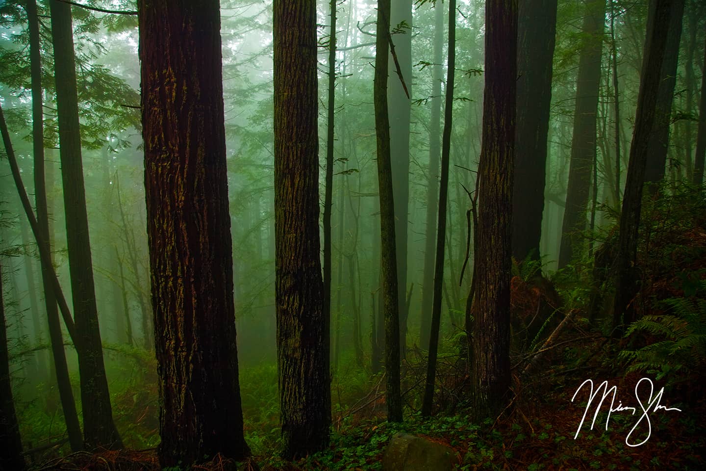 The Ancient Redwood Forest - Redwood National Park, California