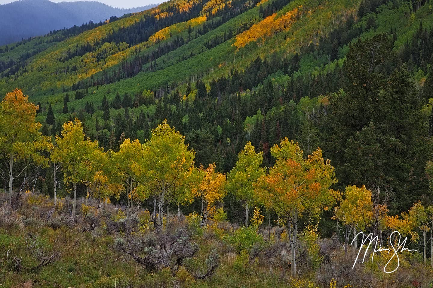 The Color of Castle Creek Road - Castle Creek Road, Aspen, Colorado