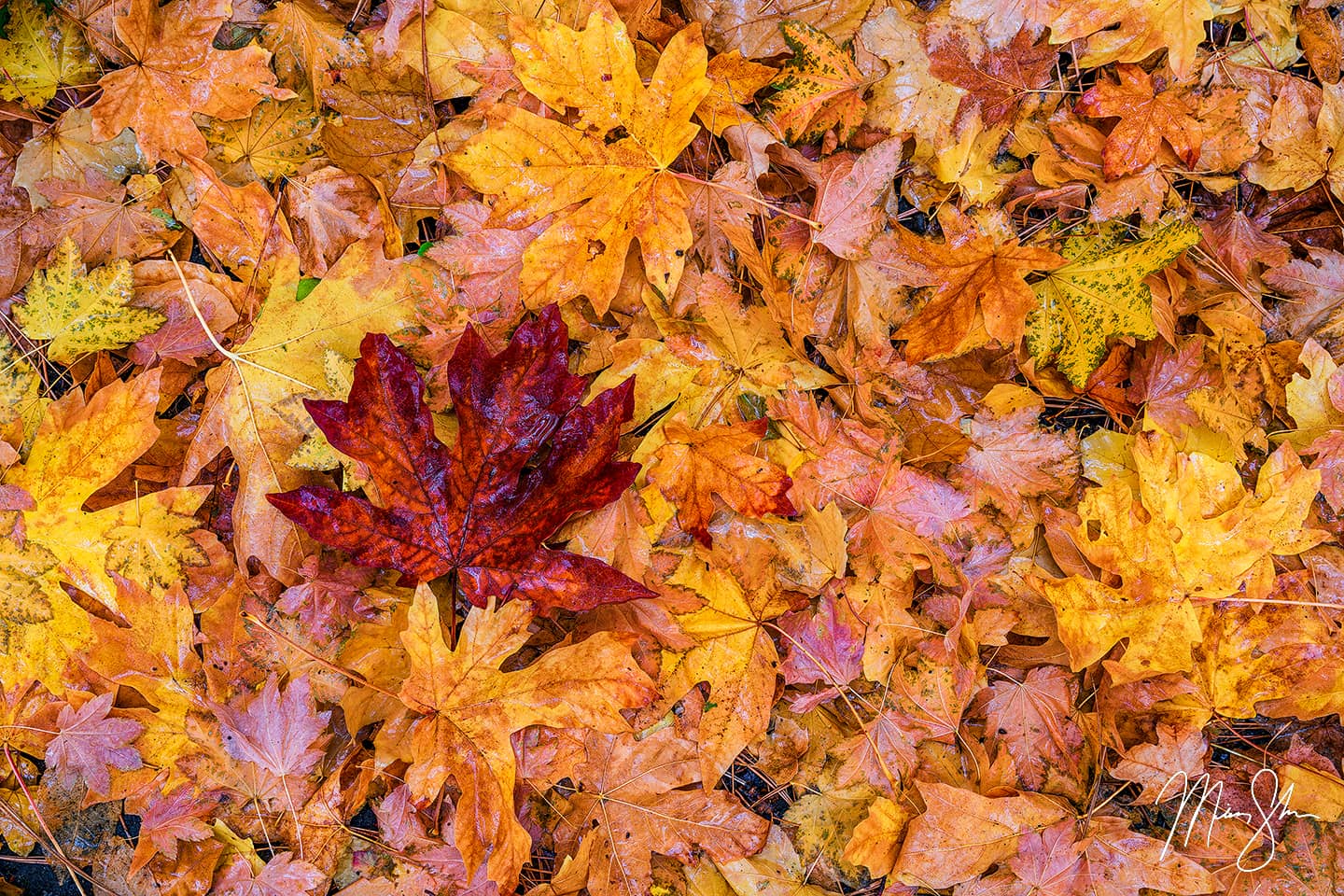 The Fallen - Lithia Park, Ashland, oregon