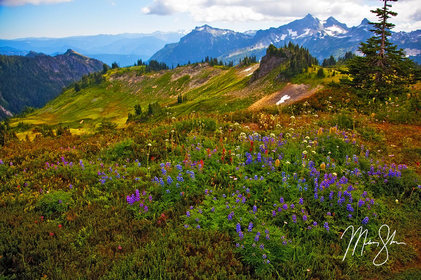 The Flowers of Paradise - Paradise, Mount Rainier National Park, Washington, USA