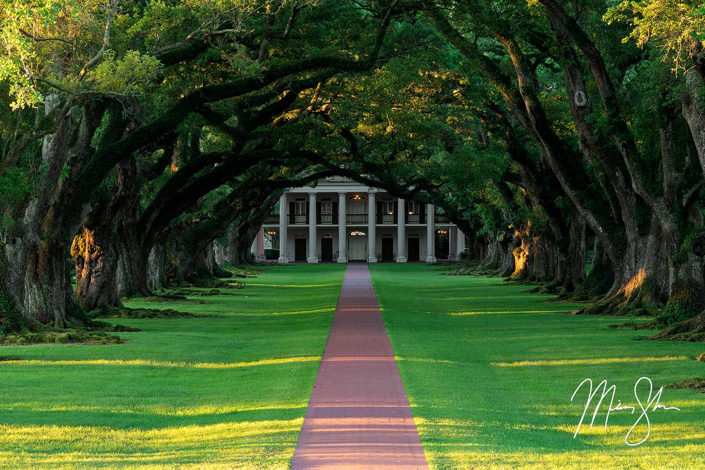 The Fox at Oak Alley Plantation