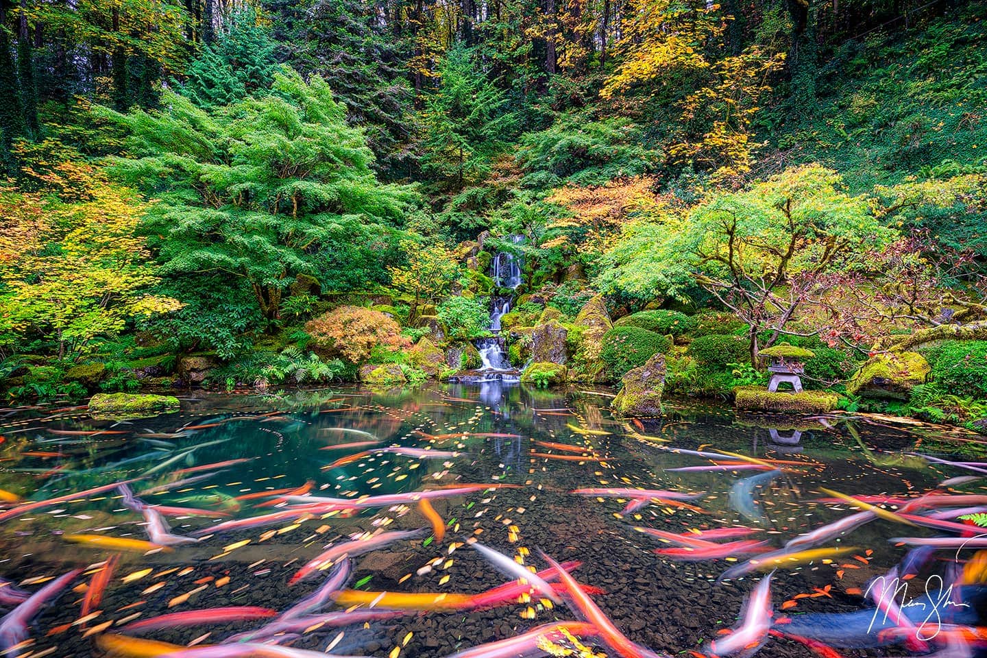 Koi fish swimming in the Koi pond at the Portland Japanese Garden