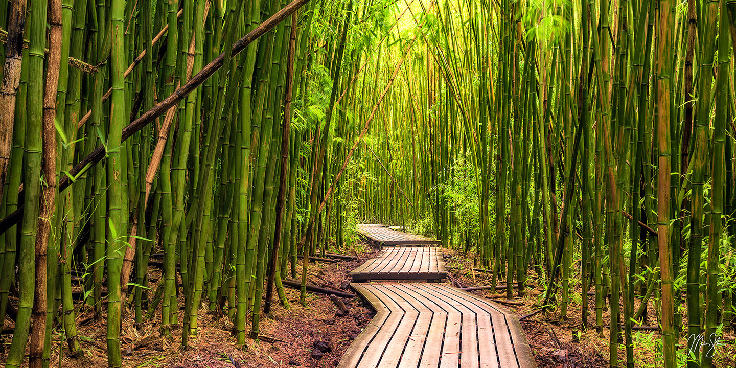 The Path to Enlightenment - Pipiwai Trail, Haleakala National Park, Hana, Maui, Hawaii