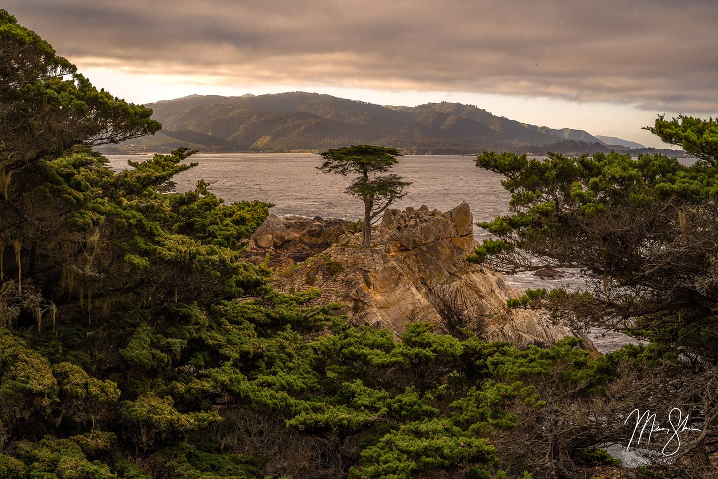 The Sole Survivor - Lone Cypress, Pebble Beach, California