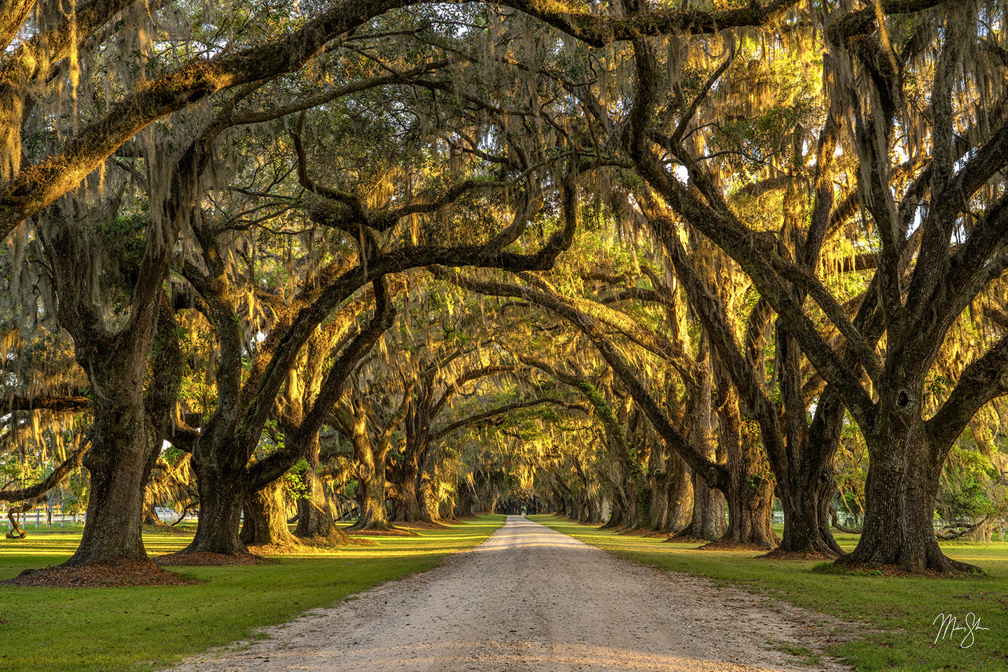 The Veiled Path - Charleston, South Carolina