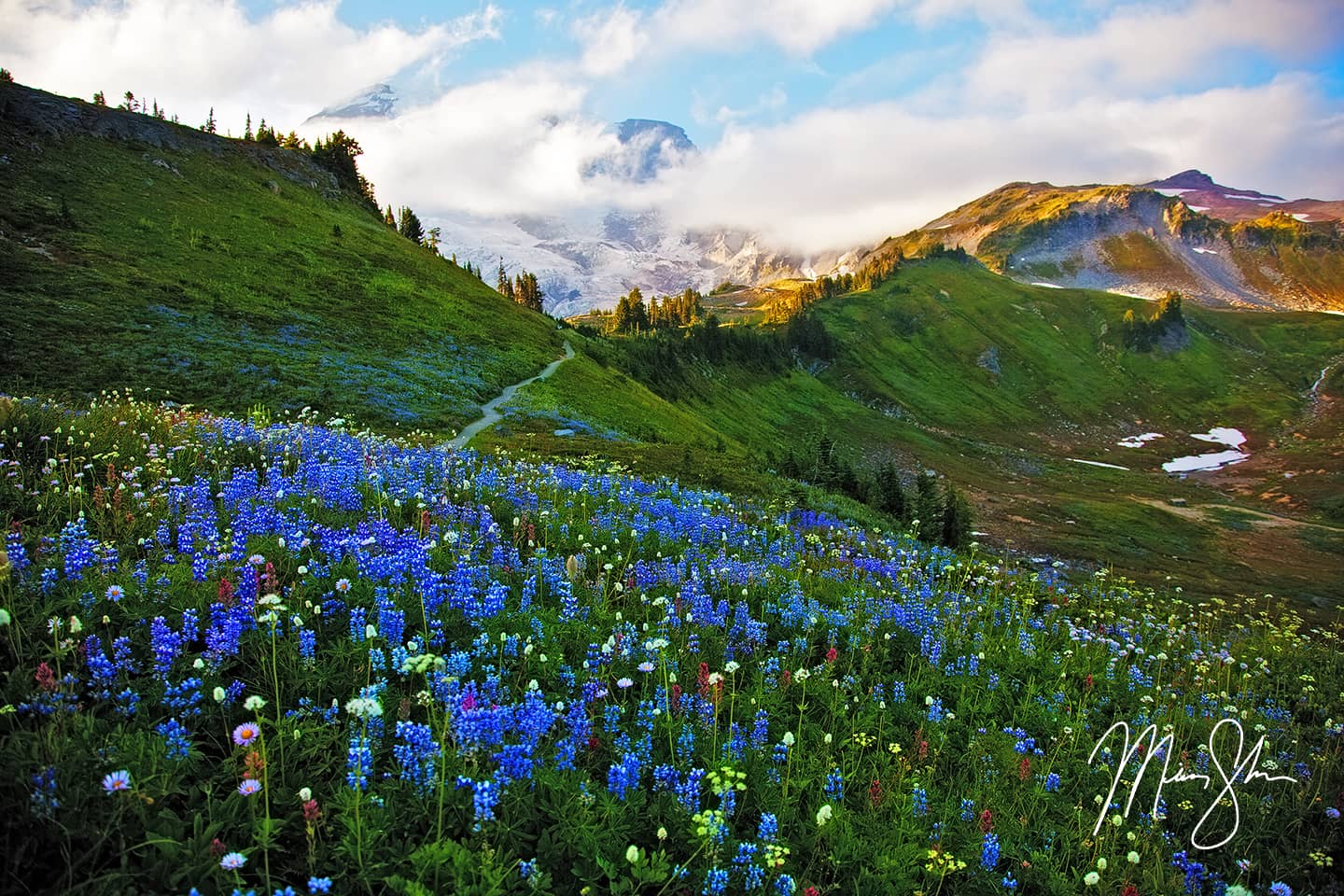 The Wildflowers of Mount Rainier - Paradise, Mount Rainier National Park, Washington, USA