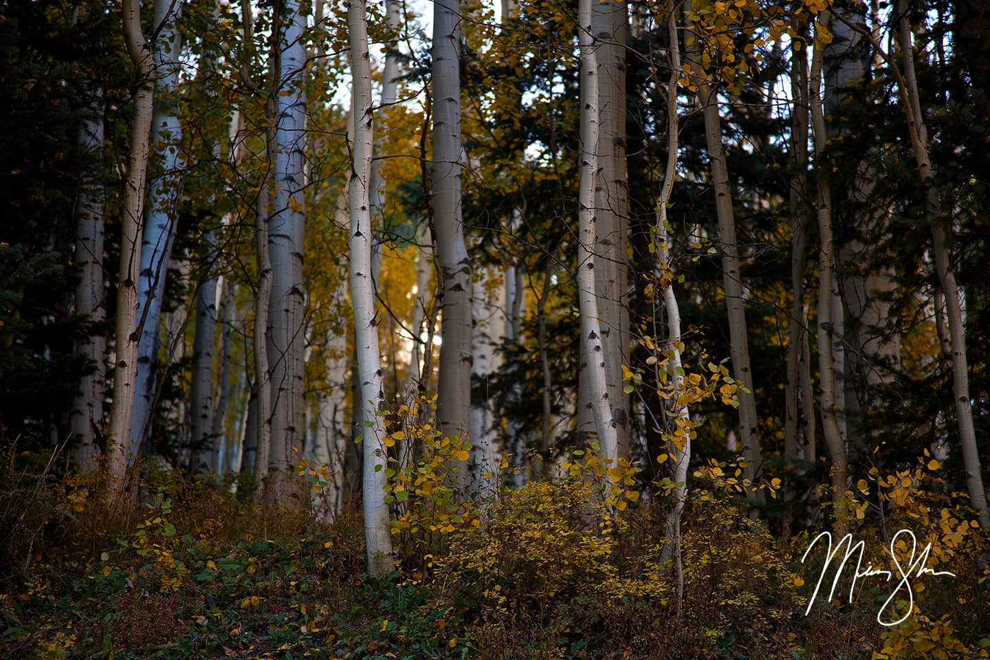 Through The Aspens