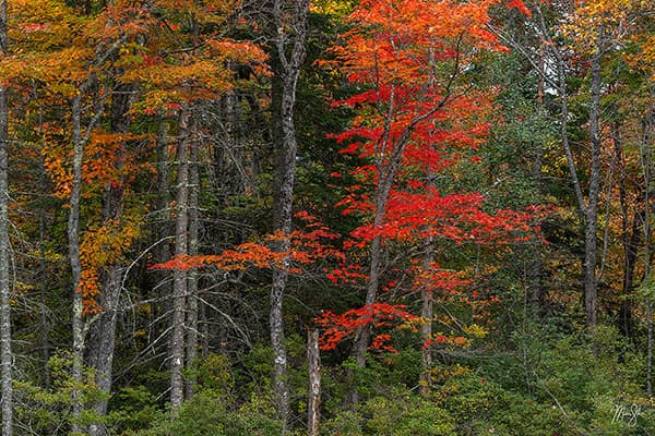 Acadia Crimson