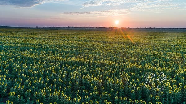 Aerial Sunflower Sunrise