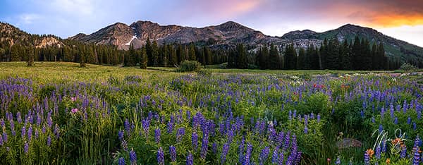 Albion Basin Sunset Glory