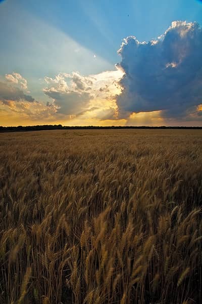 Amber Waves of Grain