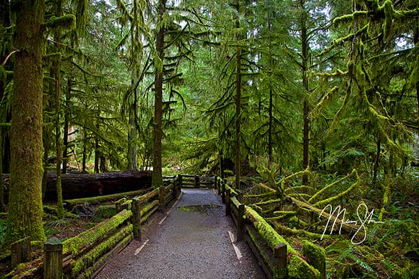 Ancient Cathedral Grove