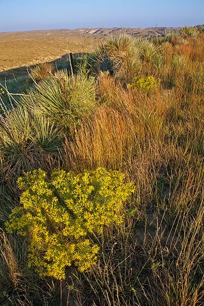 Arikaree Breaks Wildflowers