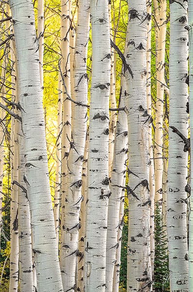 Aspen Glow