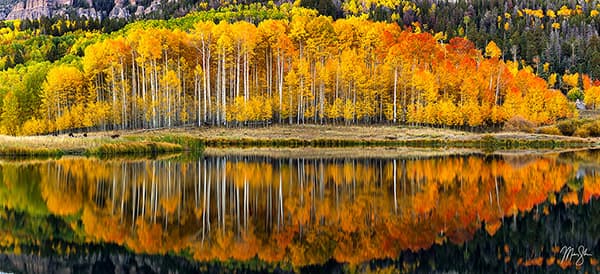 Aspen Row Reflections