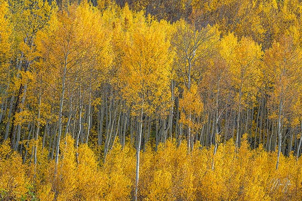 Aspen Tree Photography