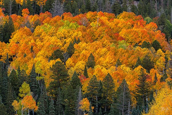 Aspens on Fire