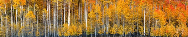 Autumn Aspens Panorama