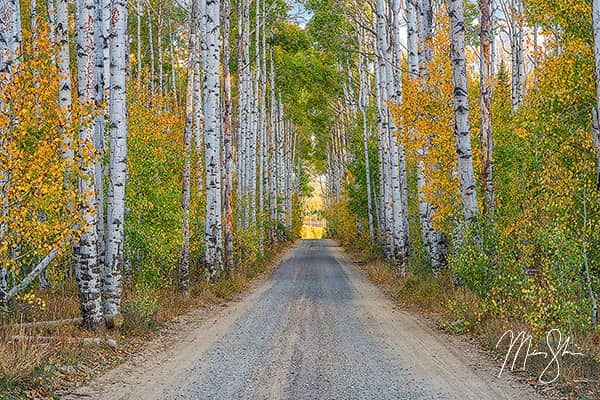 Autumn at Aspen Alley