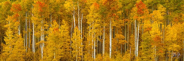 Autumn Gold Pano