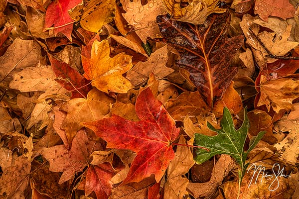 Autumn Kaleidoscope