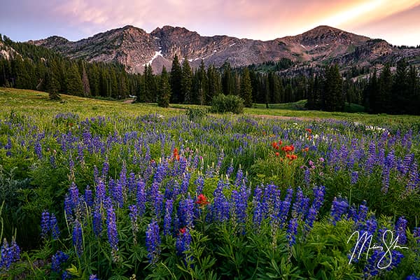 Park City, Utah Art & Photography Galleries: Awesome Albion Basin