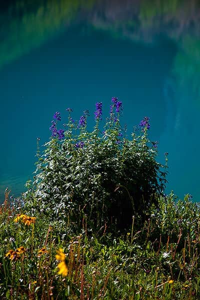 Blue Lake Wildflowers Closeup