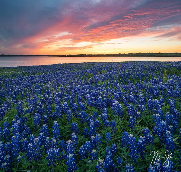 Bluebonnets Over Ennis