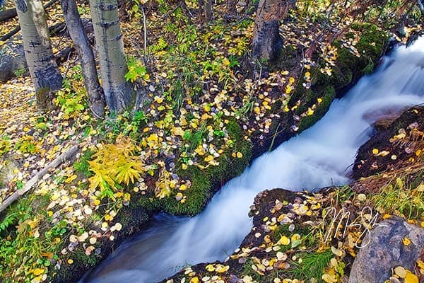 Boulder Brook Autumn Flow