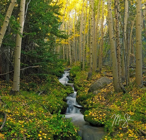 Boulder Brook Forest