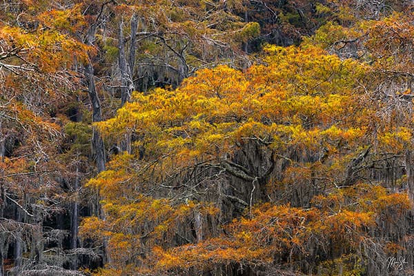 Caddo Lake Colors