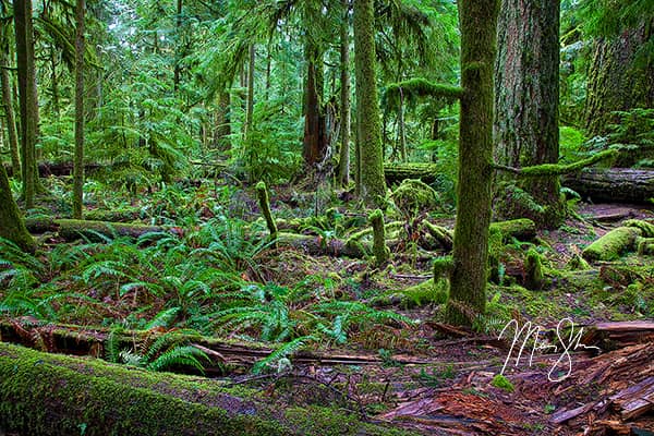 Cathedral Grove Forest