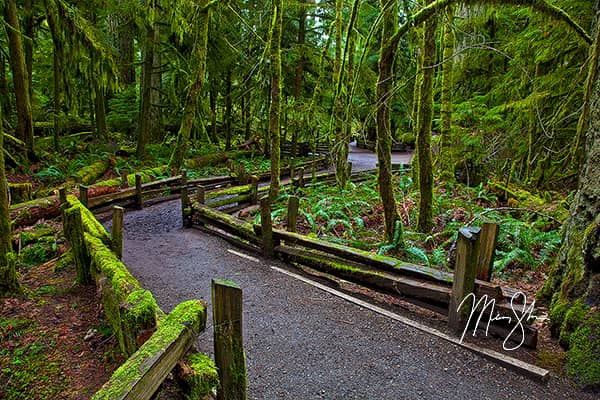 Cathedral Grove