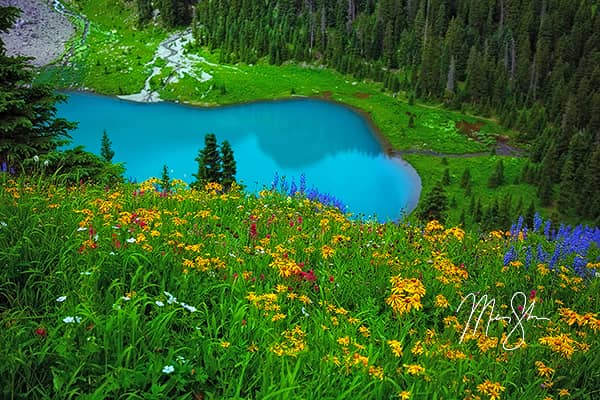 Wildflower Season