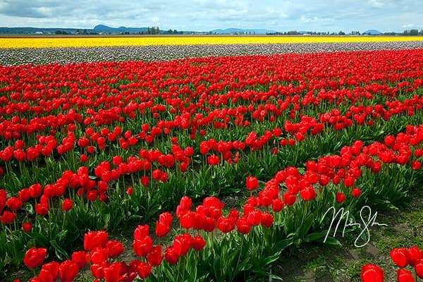 Colors of Skagit Tulip Fields