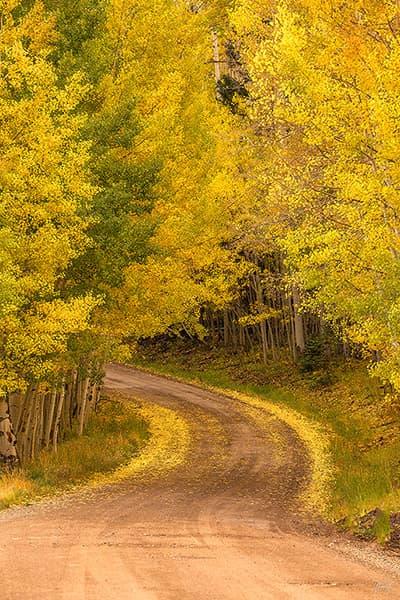 Curved Aspen Road Vertical