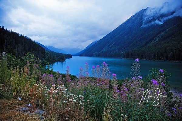 Duffey Lake Flowers