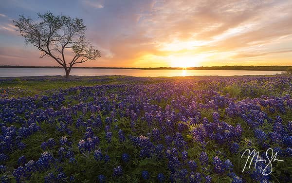 Ennis Bluebonnet Sunburst Sunset