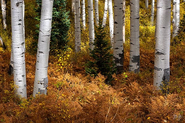 Evergreen Autumn