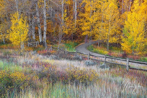 Autumn Pathways