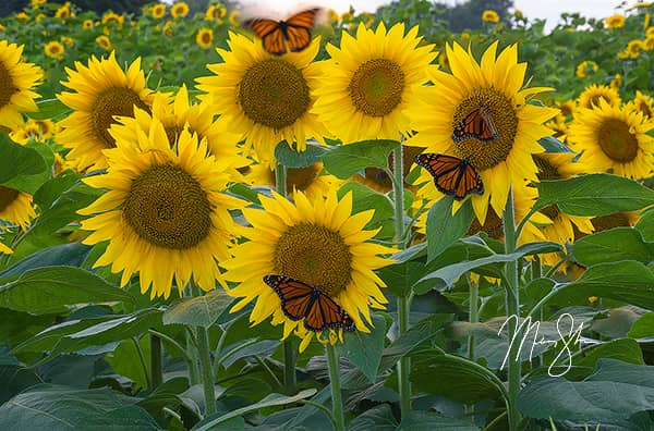 Flight of the Monarch Butterfly