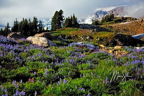 Flowers And Glaciers