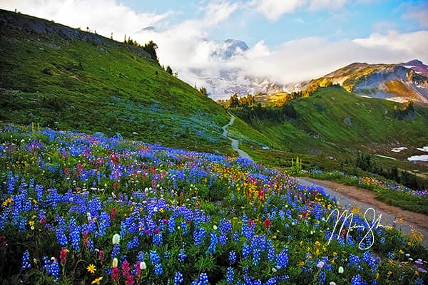 Flowers at Mount Rainier National Park