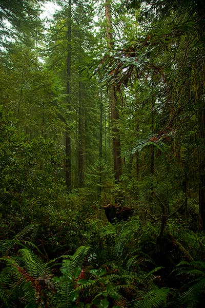 Fog At Lady Bird Johnson Grove