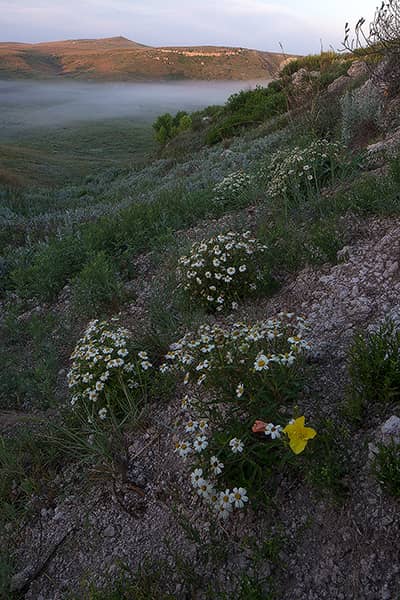 Foggy Little Basin