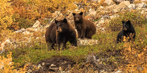 Glacier Black Bear Family Pano