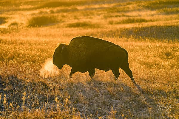 Golden Bison