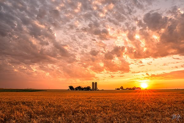 Golden Fields and Warm Summer Skies